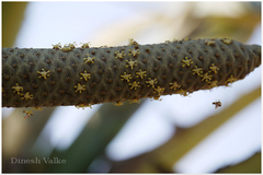 Borassus flabellifer